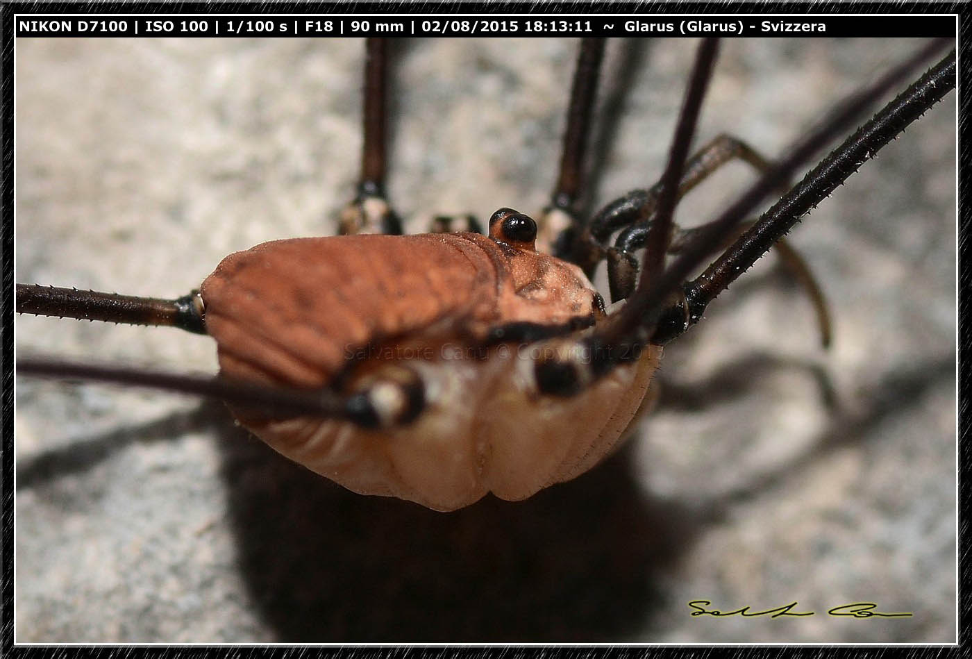 Opilioni dalla Svizzera 2 : Leiobunum limbatum